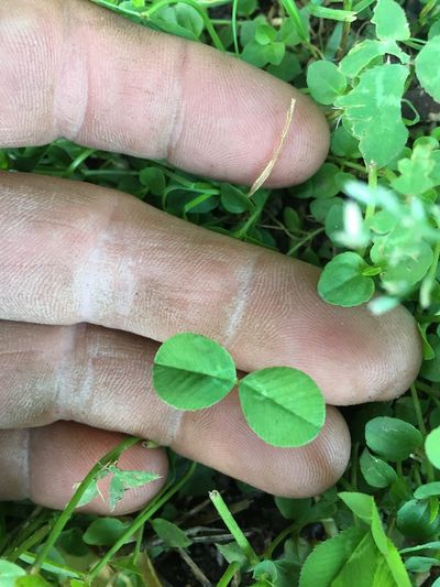 The elusive two-leaf clover.