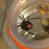 black-widow_001.webp image