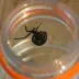 black-widow_002.webp image
