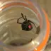 black-widow_003.webp image