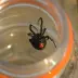 black-widow_004.webp image
