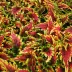 coleus_001.webp image