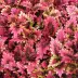 coleus_002.webp image