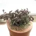 e.decaryi_025.webp image