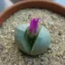 lithops_001.webp image