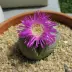 lithops_003.webp image