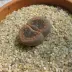 lithops_004.webp image