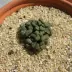 lithops_005.webp image