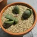 lithops_006.webp image