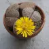 lithops_008.webp image