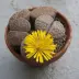 lithops_009.webp image