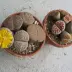 lithops_010.webp image