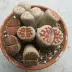 lithops_011.webp image