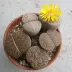 lithops_012.webp image