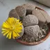 lithops_013.webp image