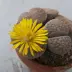 lithops_014.webp image