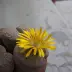 lithops_018.webp image