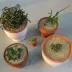 succulent-children.webp image